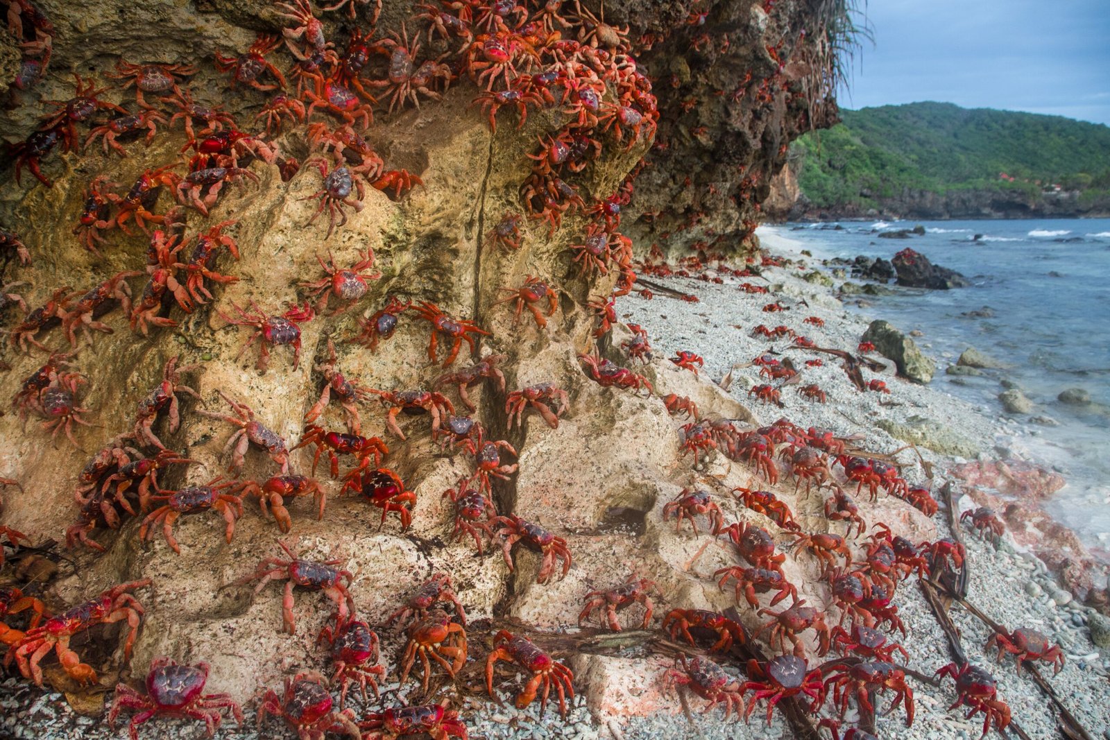 visit the christmas island